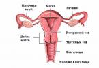 Wenn der Gebärmutterhals verbogen ist – ist eine Schwangerschaft möglich?