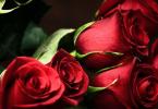 Защо сънувате рози: всички тълкувания на сън за кралско цвете