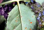 Növényi betegségeket okozó parazita gombák (tincsgomba, sár, anyarozs stb.