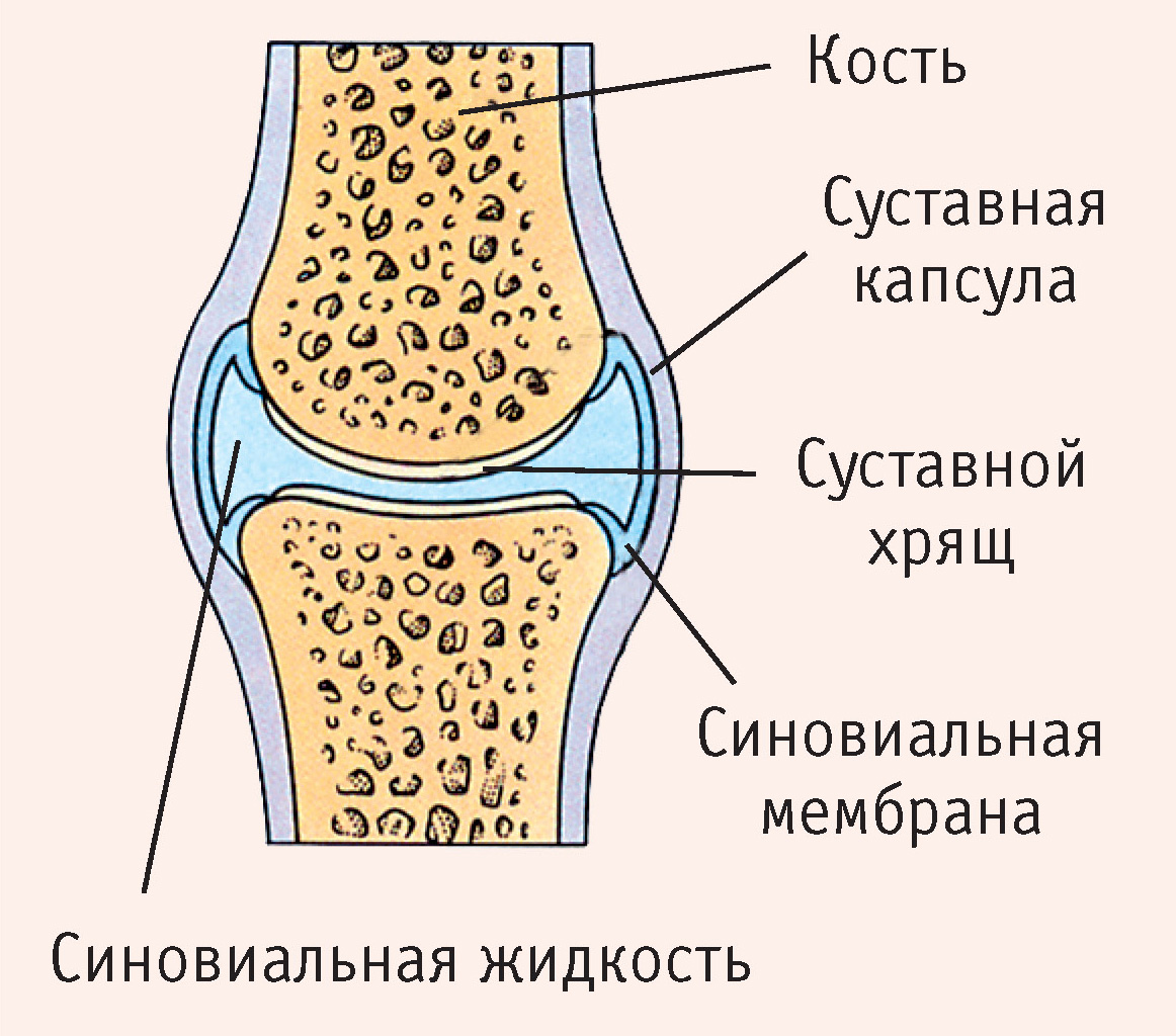 Vrste zglobova Slika vrste zglobova kosti