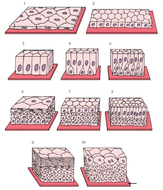 Funkcije epitelijskog tkiva