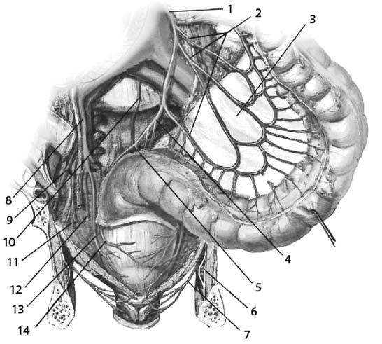 Die anatomische Struktur des menschlichen Anus Die Struktur des Anus bei Frauen