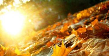 What is the importance of leaf fall in plant life?
